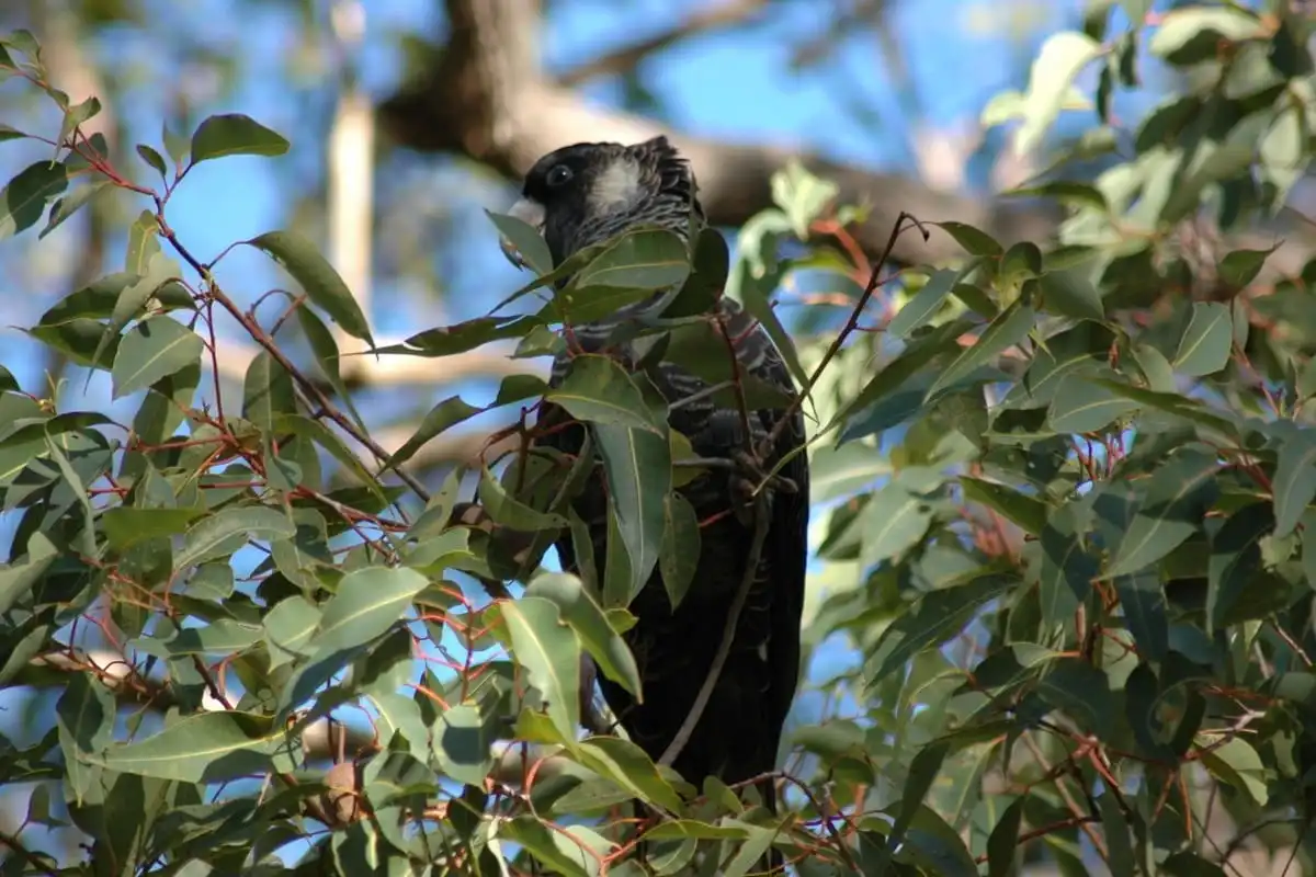 A Baudin’s cockatoo in a tree
